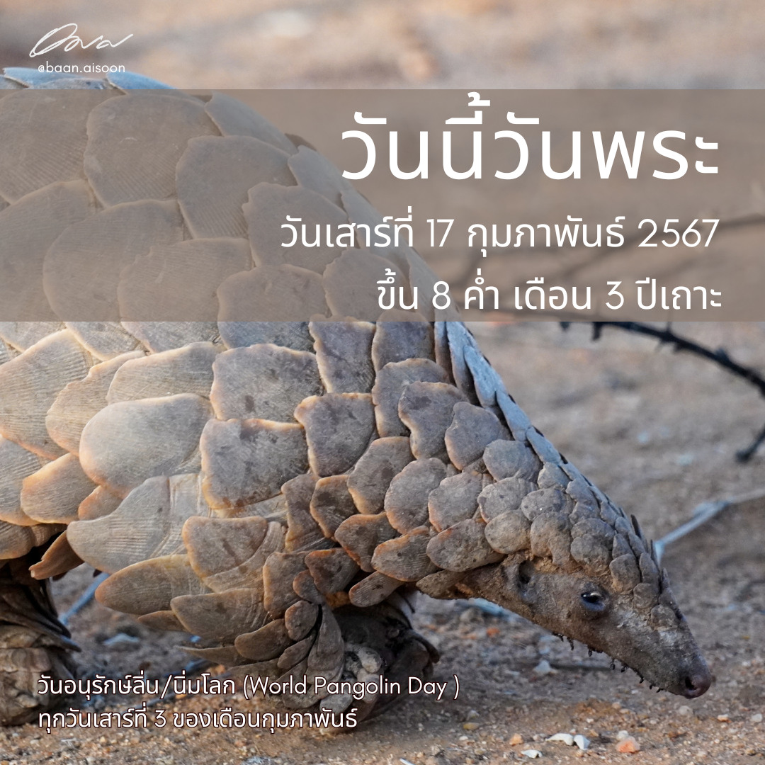 วันนี้วันพระ – วันอนุรักษ์ลิ่น/นิ่มโลก (World Pangolin Day) – (17 กุมภาพันธ์ 2567 )