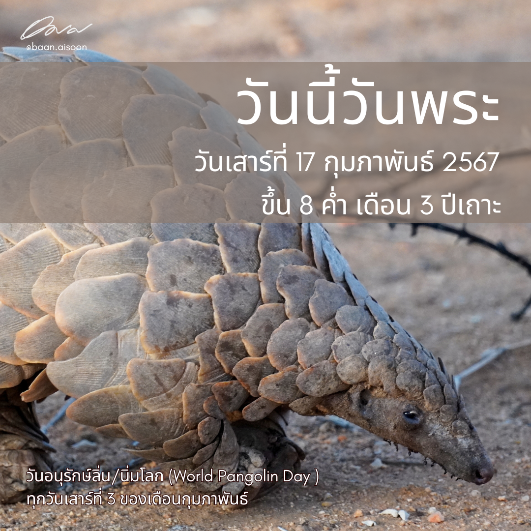 17 กุมภาพันธ์ 2567 วันนี้วันพระ – วันอนุรักษ์ลิ่น/นิ่มโลก (World Pangolin Day)